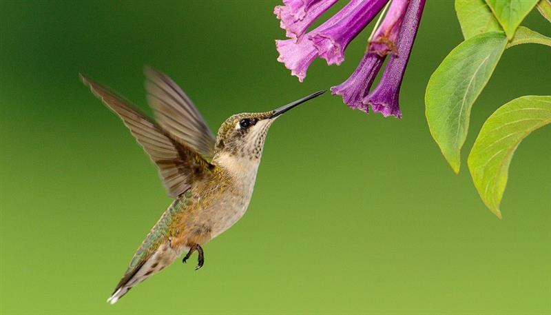 I colibrì sono ghiotti di nettare...